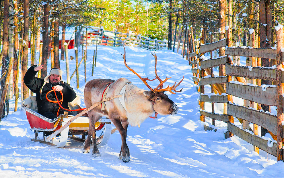 Man Riding Reindeer Sled in Winter Rovaniemi Reflex